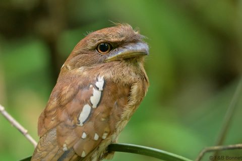 Gould's Frogmouth_Thailand-2