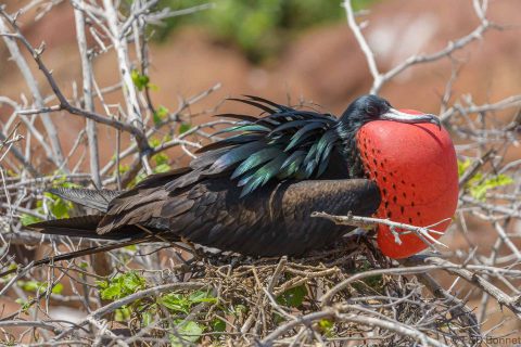 Great Frigatebird_Ecuador-3