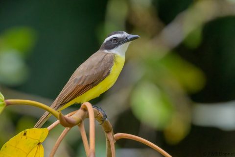 Great Kiskadee_Costa Rica-4
