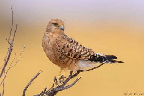 Greater Kestrel_South Africa-1