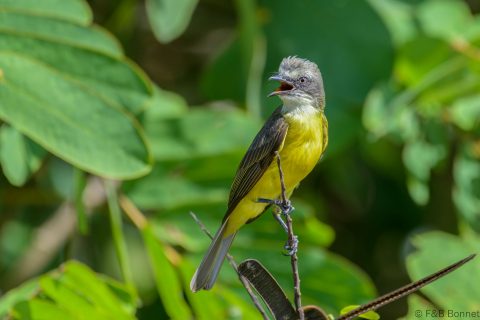 Grey-capped Flycatcher_Costa Rica-2