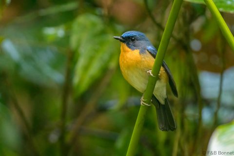 Hill Blue Flycatcher_Thailand-2
