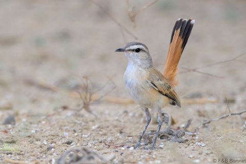 Kalahari Scrub Robin_South Africa-1