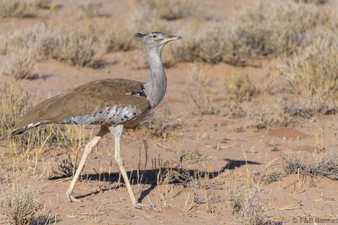 Kori Bustard_South Africa-5