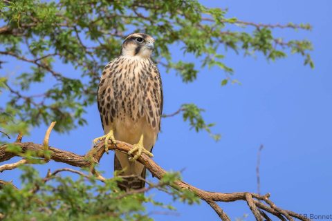 Lanner Falcon_South Africa-1
