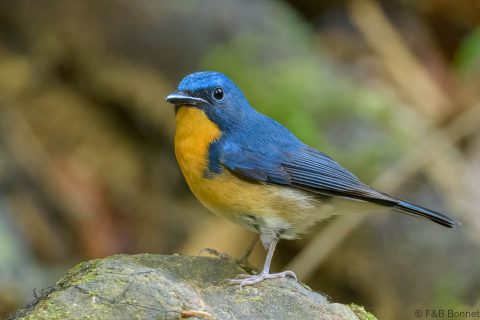 Large Blue Flycatcher_Thailand-3