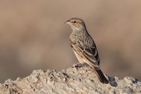 Lark-like Bunting_South Africa-1
