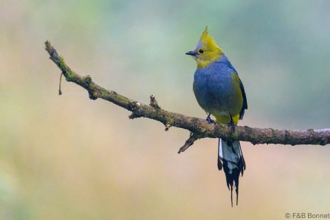 Long-tailed Silky-Flycatcher_Costa Rica-1