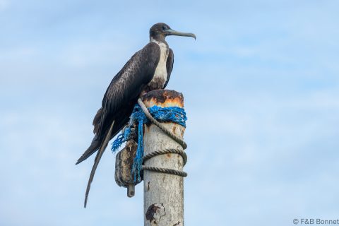 Magnificent Frigatebird_Ecuador-1