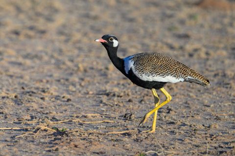 Northern black Korhaan_South Africa-4