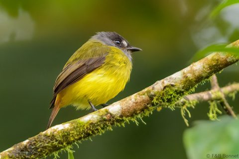 Ornate Flycatcher_Ecuador-2