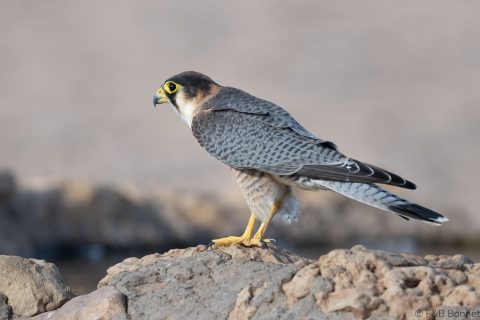 Red-necked Falcon_South Africa-2