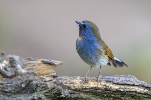 Rufous-gorgeted Flycatcher_China-3