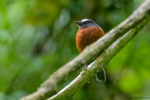Slaty Backed Chat Tyrant Ecuador 1