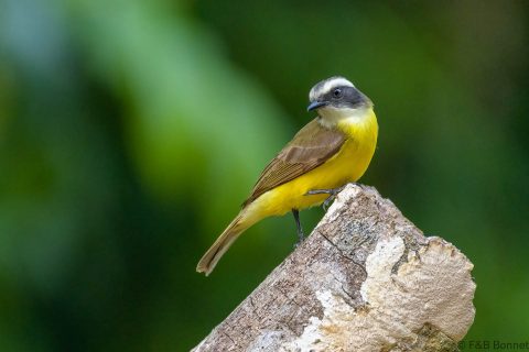 Social Flycatcher_Costa Rica-2