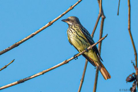 Sulphur-bellied Flycatcher_Costa Rica-1