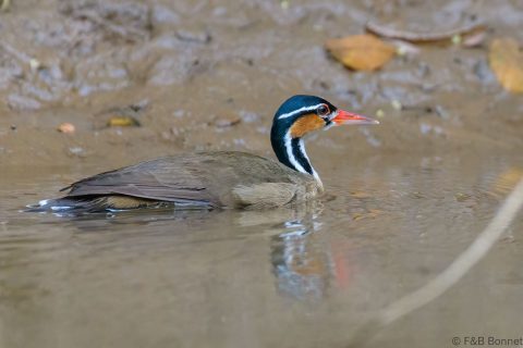 Sungrebe_Costa Rica-1
