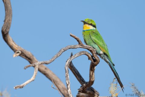 Swallow-tailed Bee-eater_South Africa-2