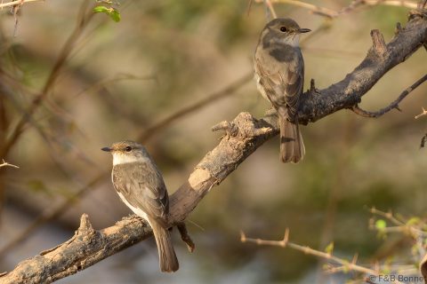 Swamp Flycatcher_Senegal-1