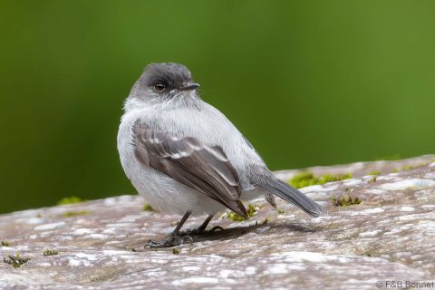 Torrent Tyrannulet_Ecuador-2