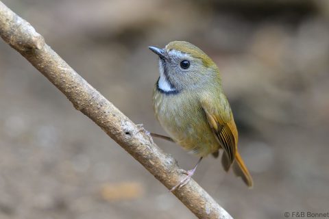 White-gorgeted Flycatcher_China-3