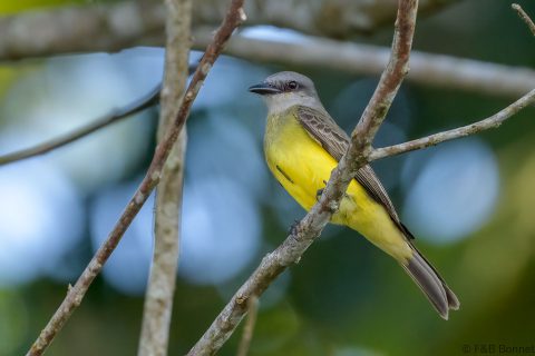 White-throated Kingbird_Ecuador-1