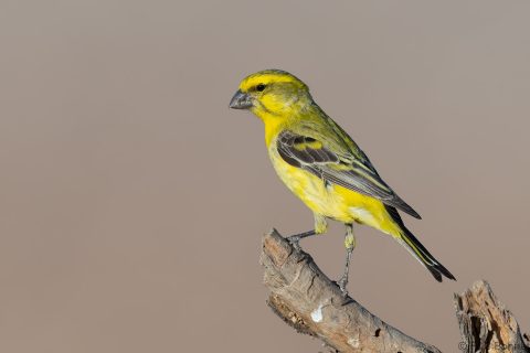 Yellow Canary_South Africa-1