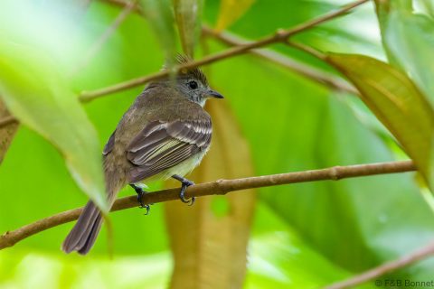Yellow-bellied Elaenia_Ecuador-1