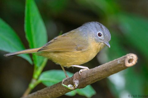 Yunnan Fulvetta_China-1
