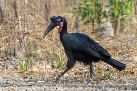 Abyssinian groung hornbill senegal 3
