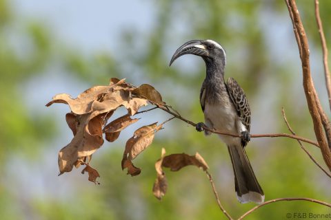 African grey hornbill senegal 1