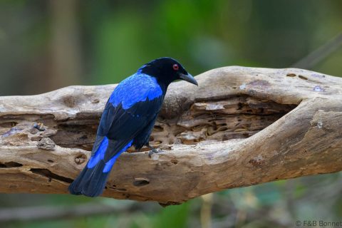 Asian Fairy-bluebird_China-3