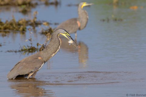 Bare throated tiger heron costa rica 2