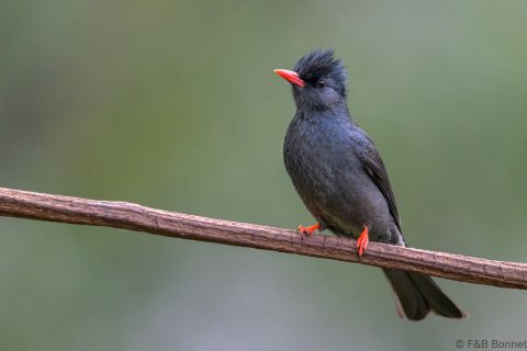 Black Bulbul_China-3
