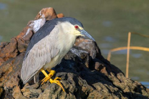 Black crowned night heron south africa 6