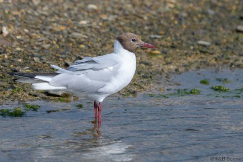 Black-headed Gull_France-1