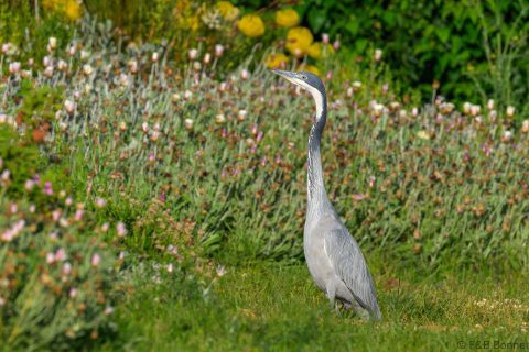 Black headed heron south africa 5