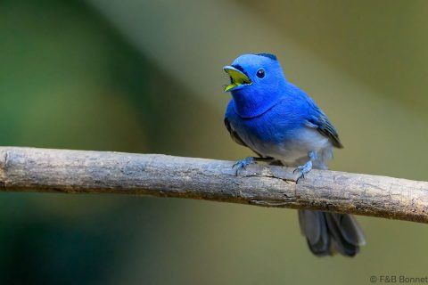 Black naped monarch thailand 7