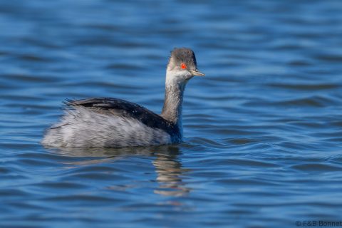 Black-necked Grebe_South Africa-1