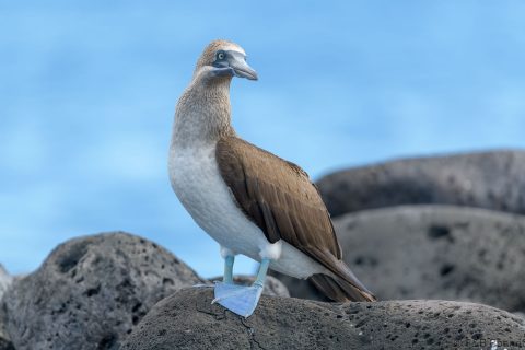 Blue-footed Booby_Ecuador-6