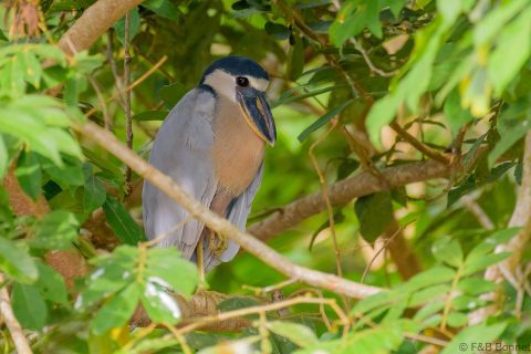 Boat billed heron costa rica 1