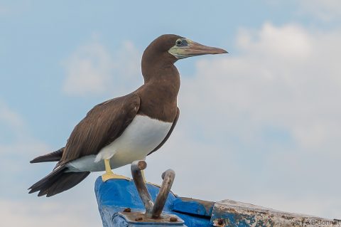 Brown Booby_Costa Rica-2