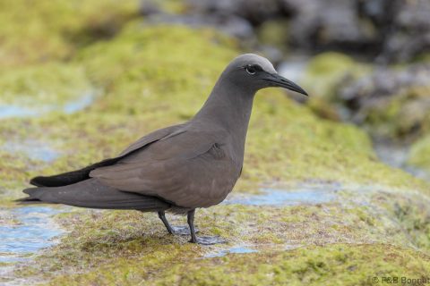 Brown Noddy_Ecuador-4