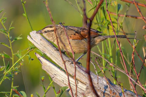 Brown-crowned Tchagra_South Africa-2