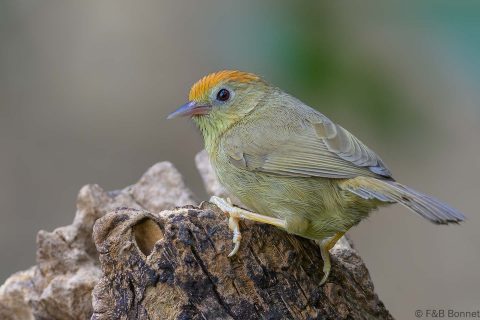 Buff-chested Babbler_China-2