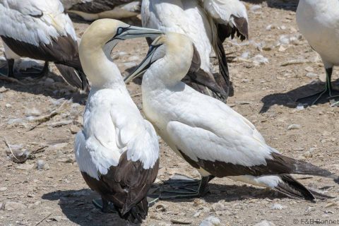 Cape Gannet_South Africa-2