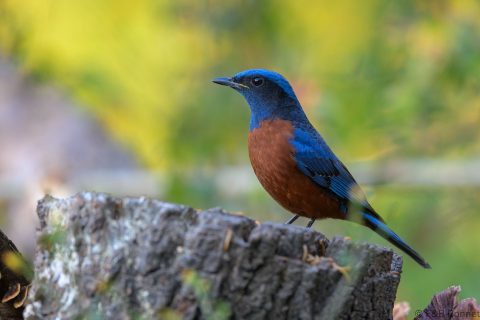 Chestnut-bellied Rock Thrush_China-1