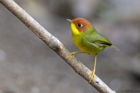 Chestnut-headed Tesia_China-2