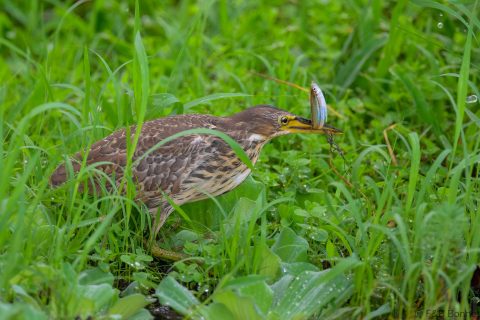 Cinnamon bittern indonesia 1