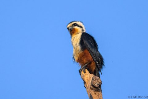 Collared Falconet_China-1